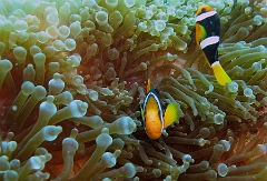 IMG_7716rc_Maldives_Madoogali_Poisson clown de clark Amphiprion clarkii